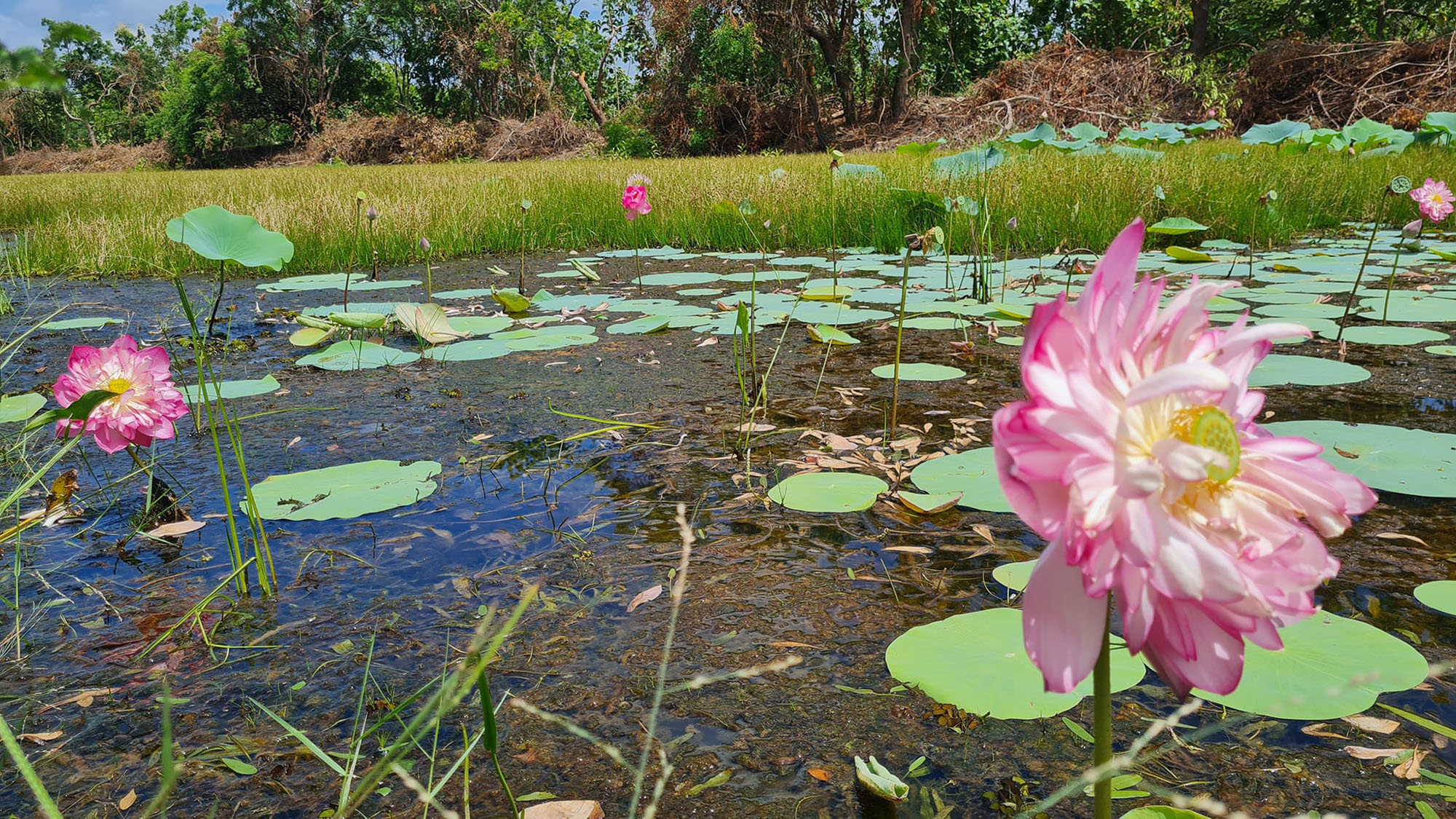 Sri lanka madurankuliya terrain lac 2023 lac