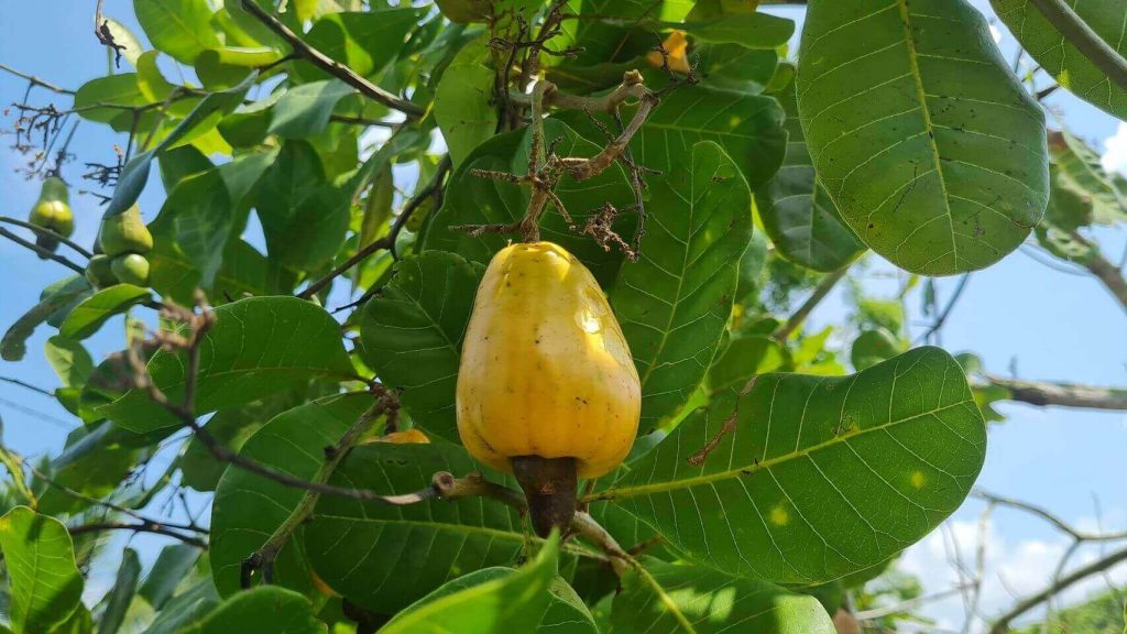 Sri lanka madurankuliya terrain lac 2023 mai cajou