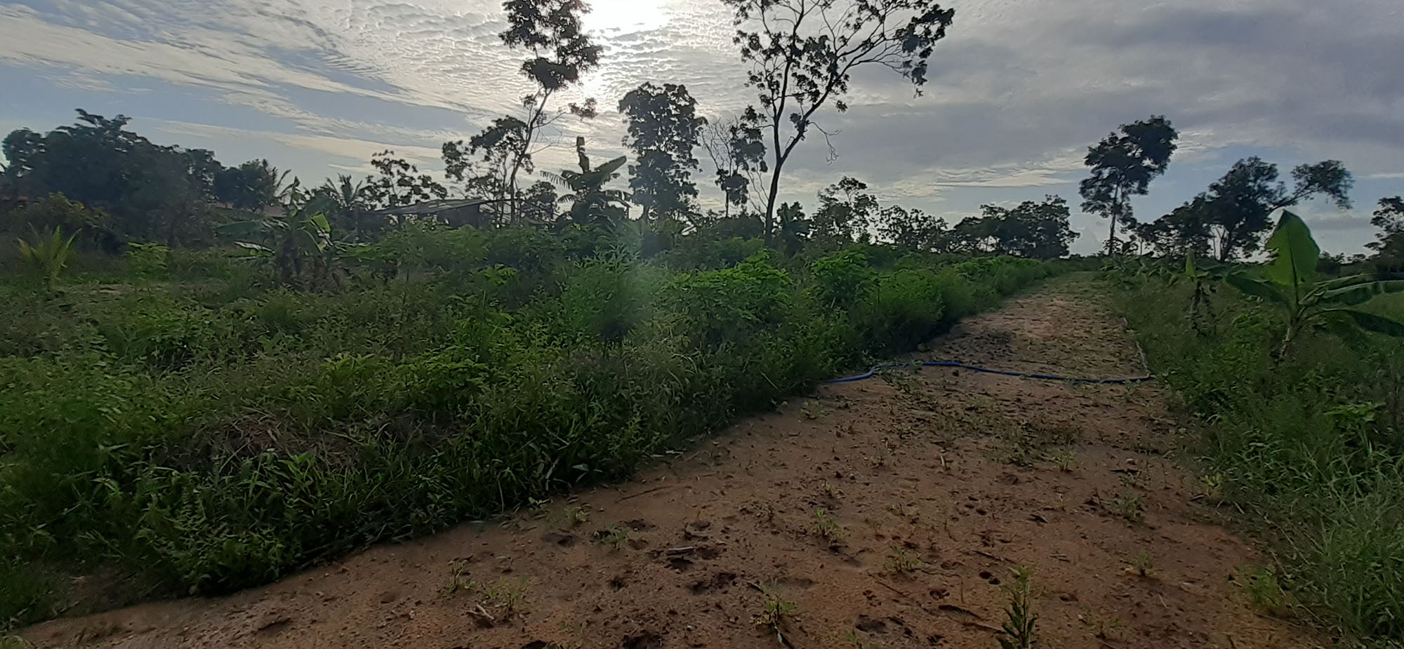 Sri Lanka Khema Bhumi Terrain Lac 20241019 Sanglier